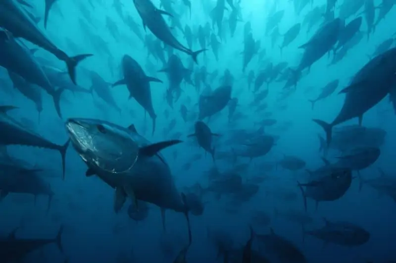 Blauflossenthunfischschwarm, © by Brian J. SKERRY_National Geographic Stock_WWF Blauflossenthunfischschwarm, © by Brian J. SKERRY_National Geographic Stock_WWF