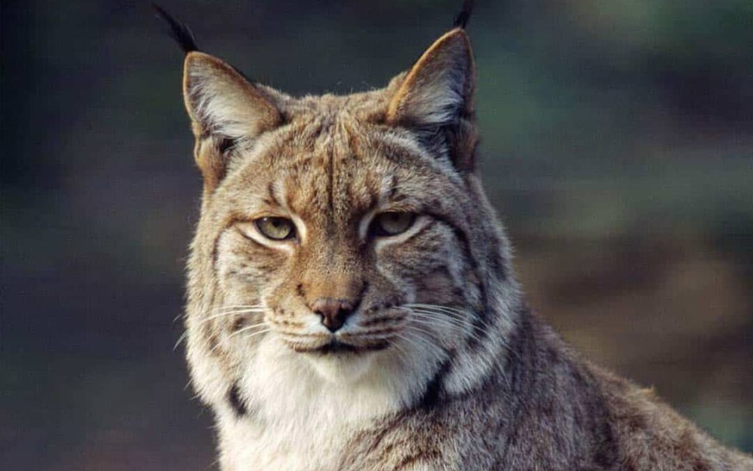 Eurasischer Luchs (Lynx lynx)©F. Labhardt/4nature