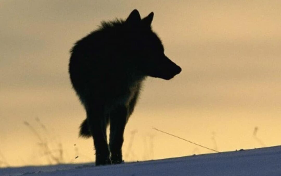Europäischer Wolf (c) Staffan Widstrand / WWF
