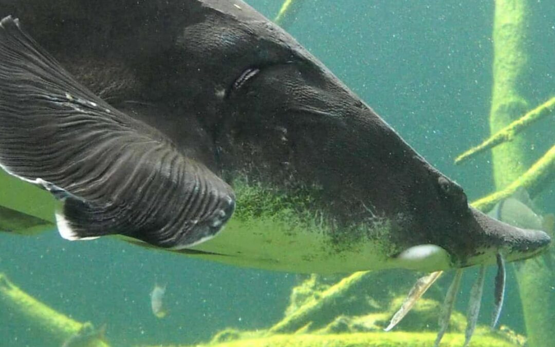 Beluga Stär, Zoo Wien