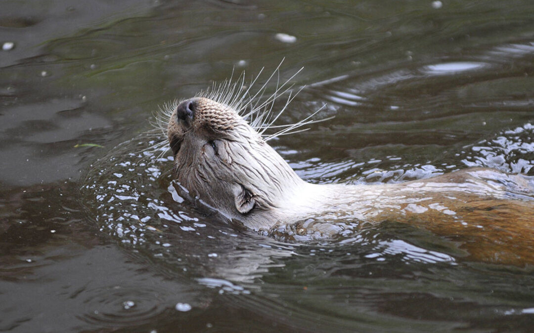 Fischotter (c) Anton Vorauer