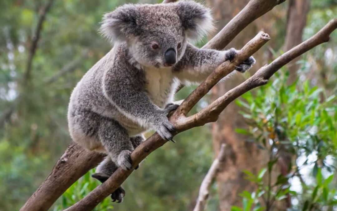 Ein kletternder Koala