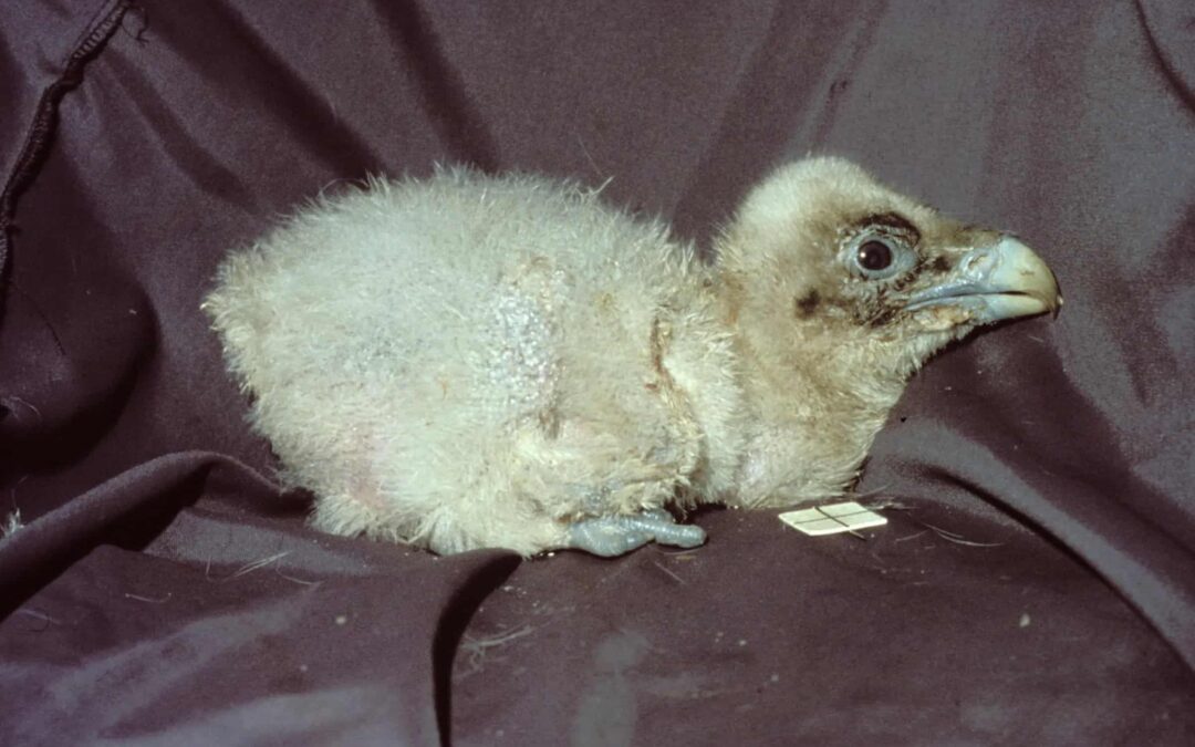 Bartgeierküken in einer Zuchtstation(c)WWF Schweiz