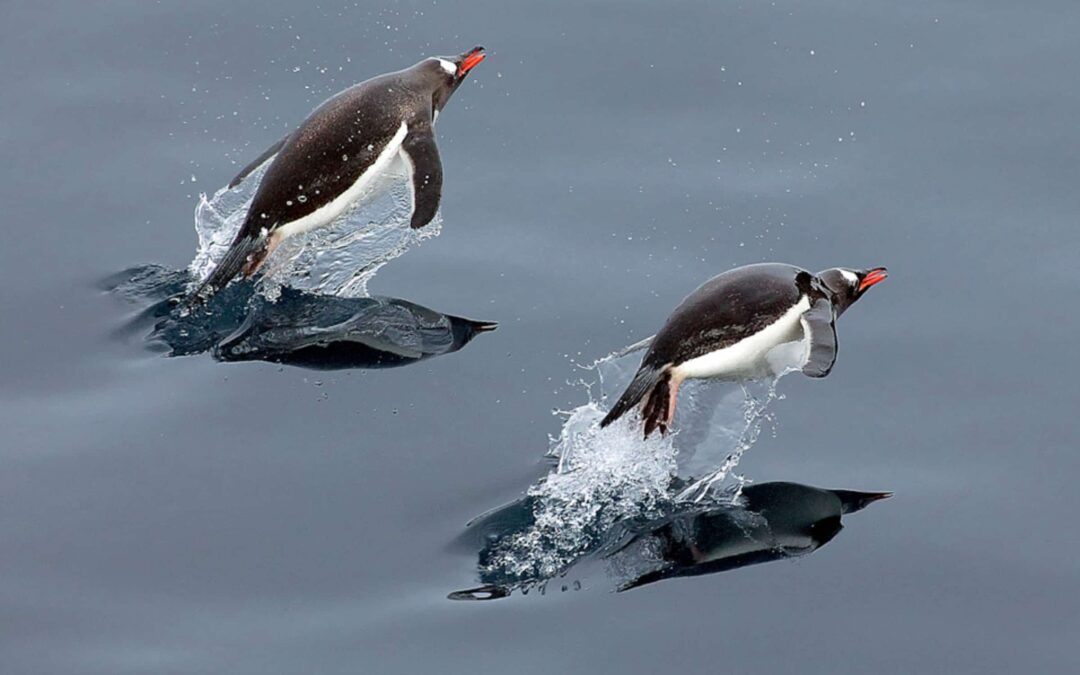 Eselspinguine(c)Michael_Poliza_WWF