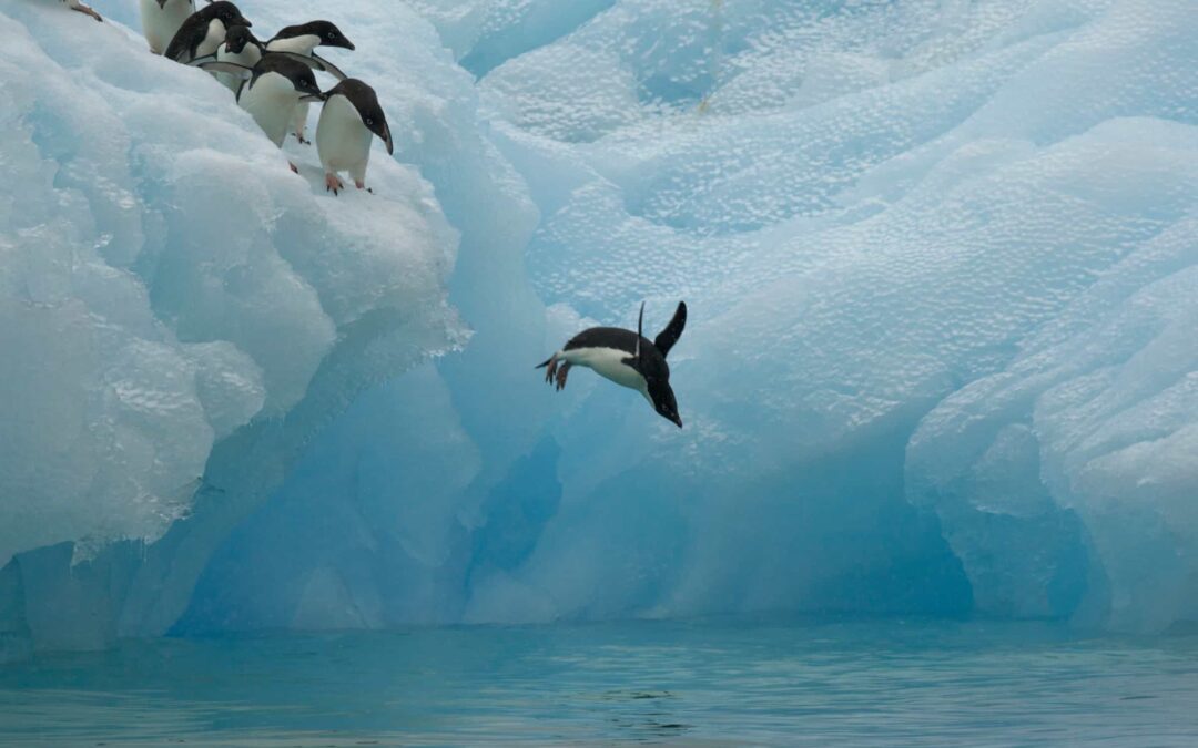 Adeliepinguine beim Sprung ins Meer