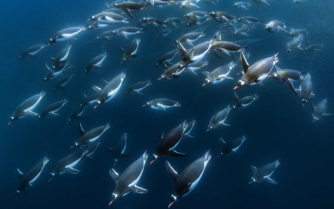 Schwimmende-tauchende-Eselspinguine©Oliver Scholey_Silverback_Netflix