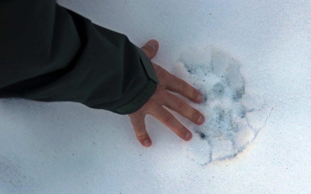 Schneeleopardenspur(c)OliverSamson_WWF-D