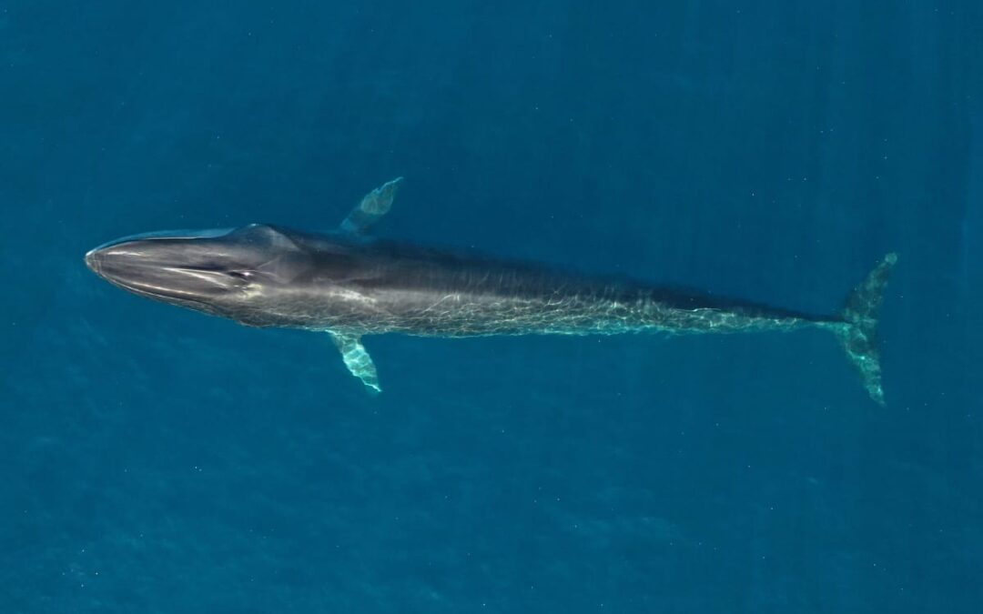 Finwal©Hugo Hebbe_WWF Frankreich