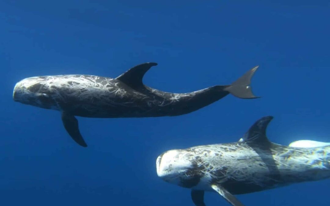 Rundkopfdelfine(c)S. Personnic/WWF-Frankreich