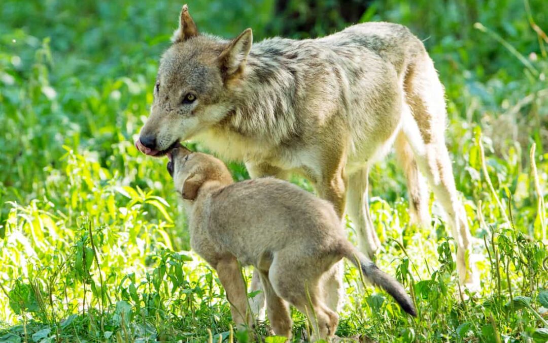 Wolfmutter mit Jungtier © Ralph Frank