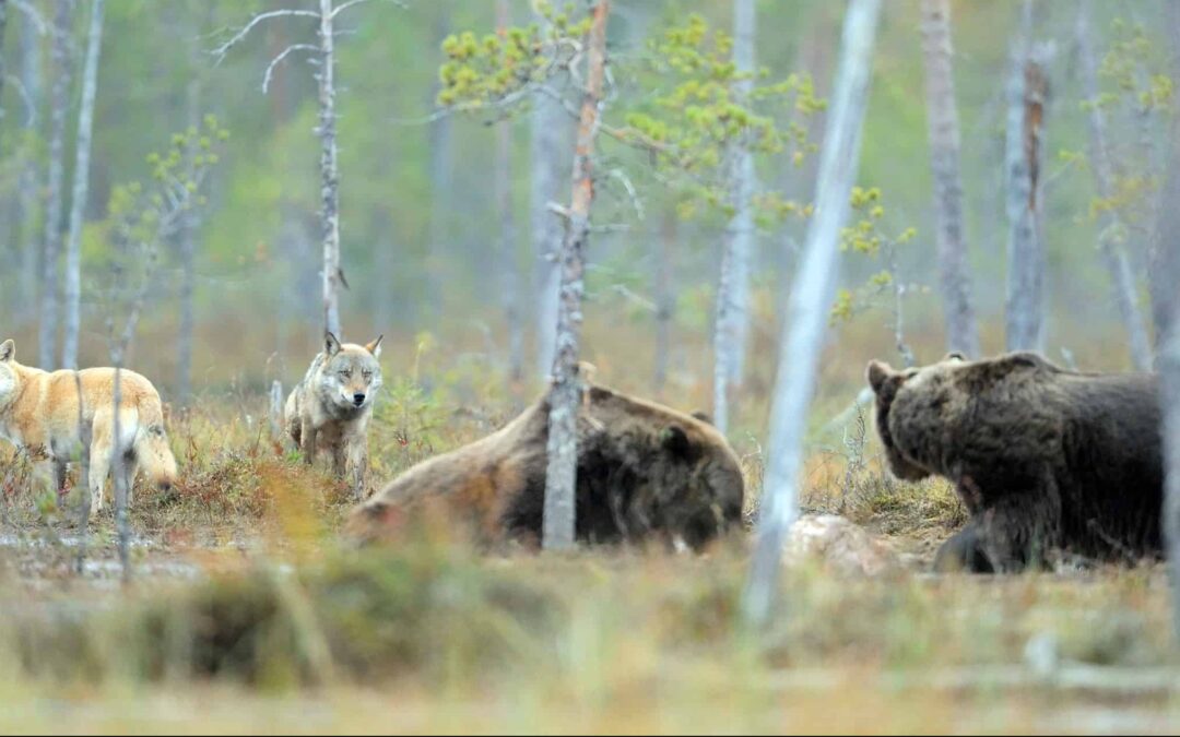 Die großen Beutegreifer