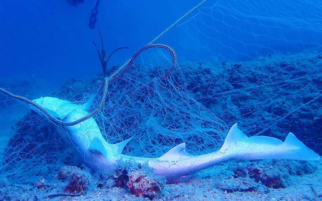 Molat im Netz (c) Danijel-Kanski WWF Adria