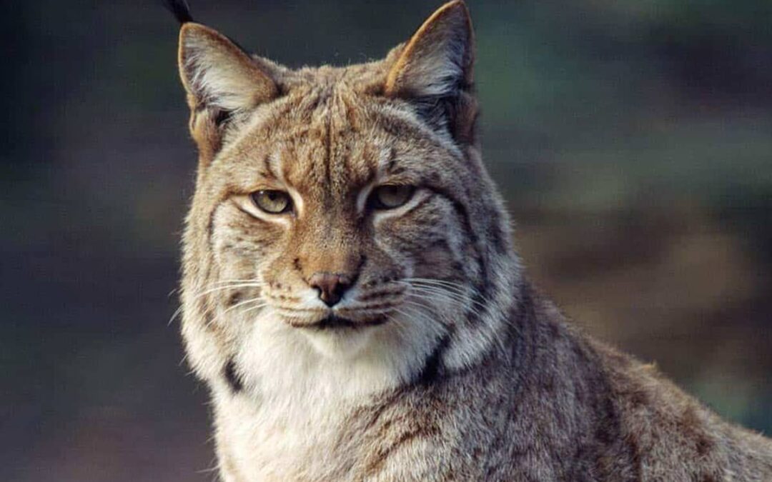 Eurasischer Luchs©F. Labhardt/4nature