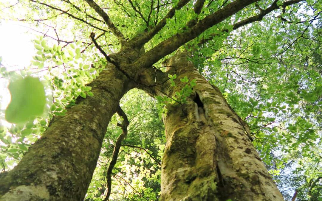 Biotopbäume im naturnahen Wald. (c) Karin Enzenhofer/ WWF