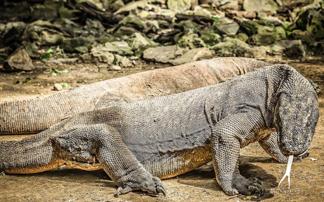 Komodowarane(c)pixabay