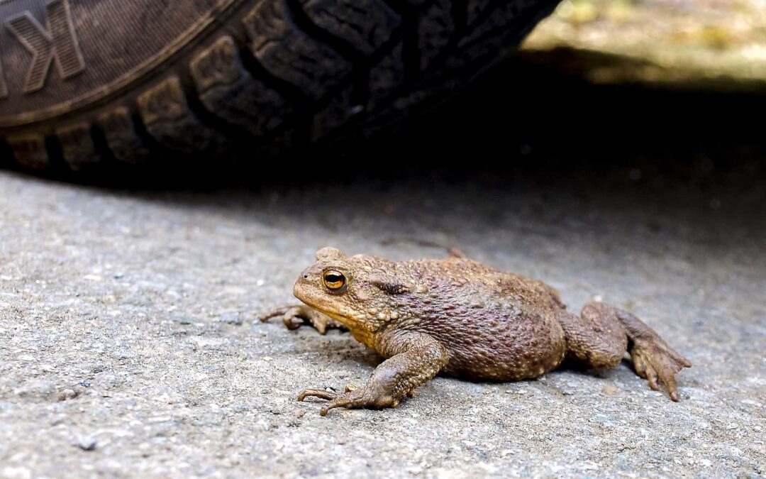 Erdkröte. (c) pixabay