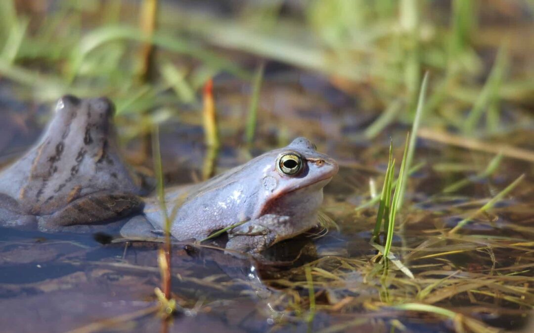 Moorfrosch(c)pixabay