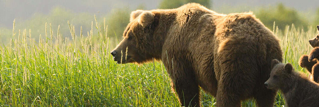 Braunbaer mit Jungtieren 1620×364 (c) McDonald Mirabile / WWF US