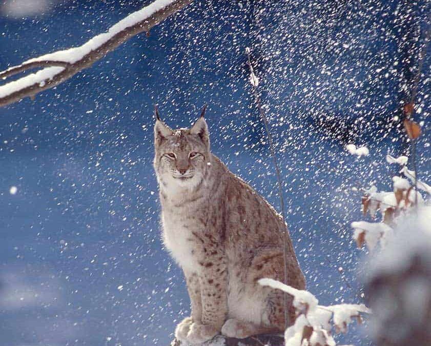 Luchs sitzend im Schnee (c) Roger Le Guen / WWF Canon