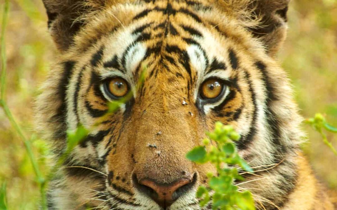 Tiger Blickkontakt (c) Rahul K. Talegaonkar