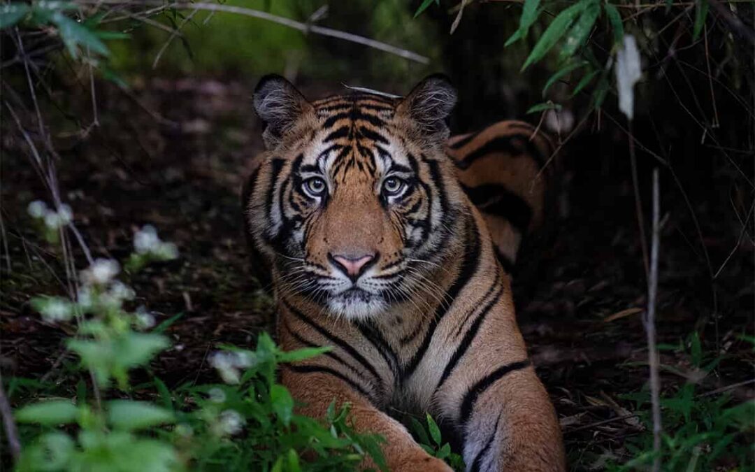 Tiger im Wald (c) Nitish Madan