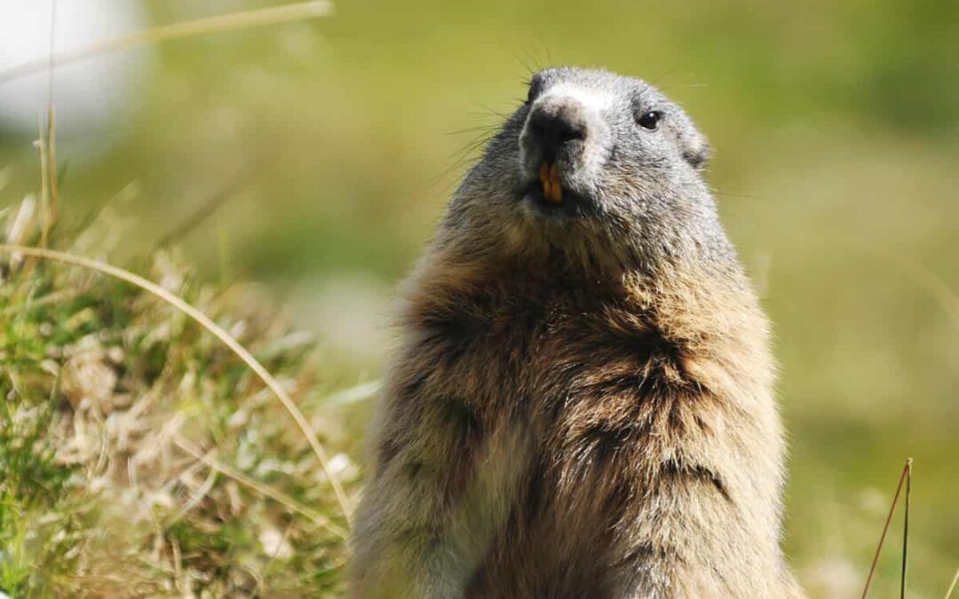 Murmeltier Header (c) Anton Vorauer