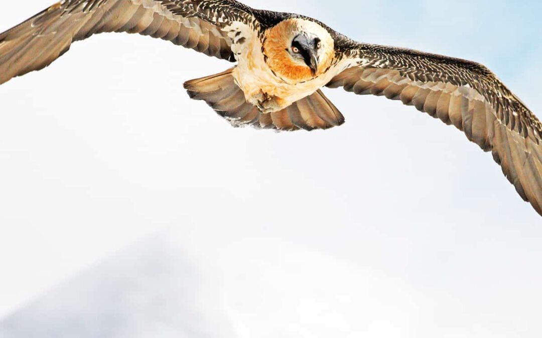 Der Bartgeier fliegt wieder in den Alpen