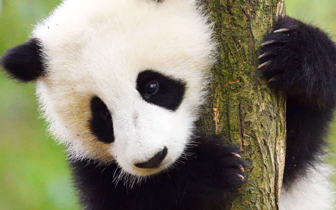 Panda auf Ast (c) Staffan Widstrand / Wild Wonders of China / WWF