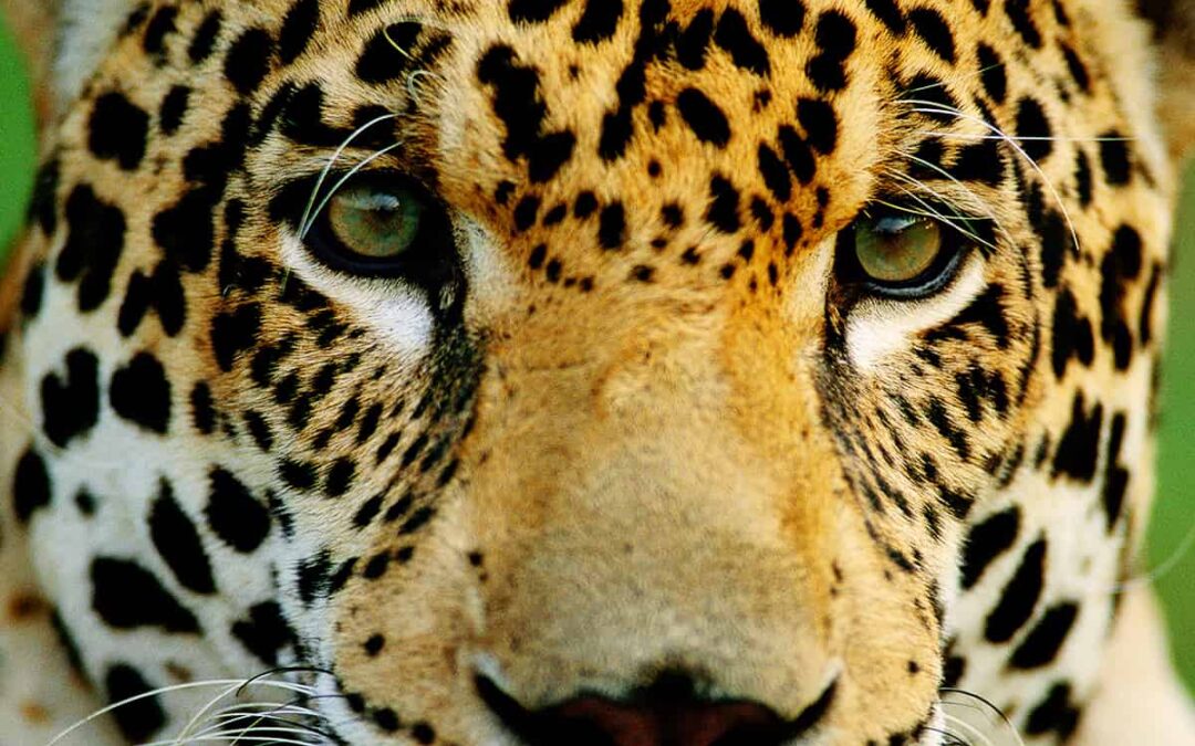 Jaguar closeup (c) Staffan Widstrand