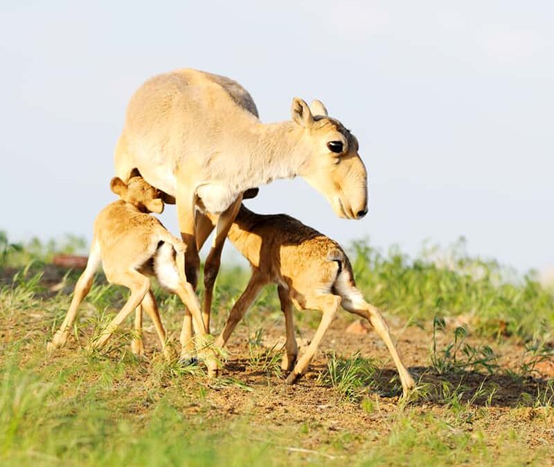 Saiga Antilope Muttertier mit Jungtieren (c) Igor Shpilenok / Wild Wonders of Europe