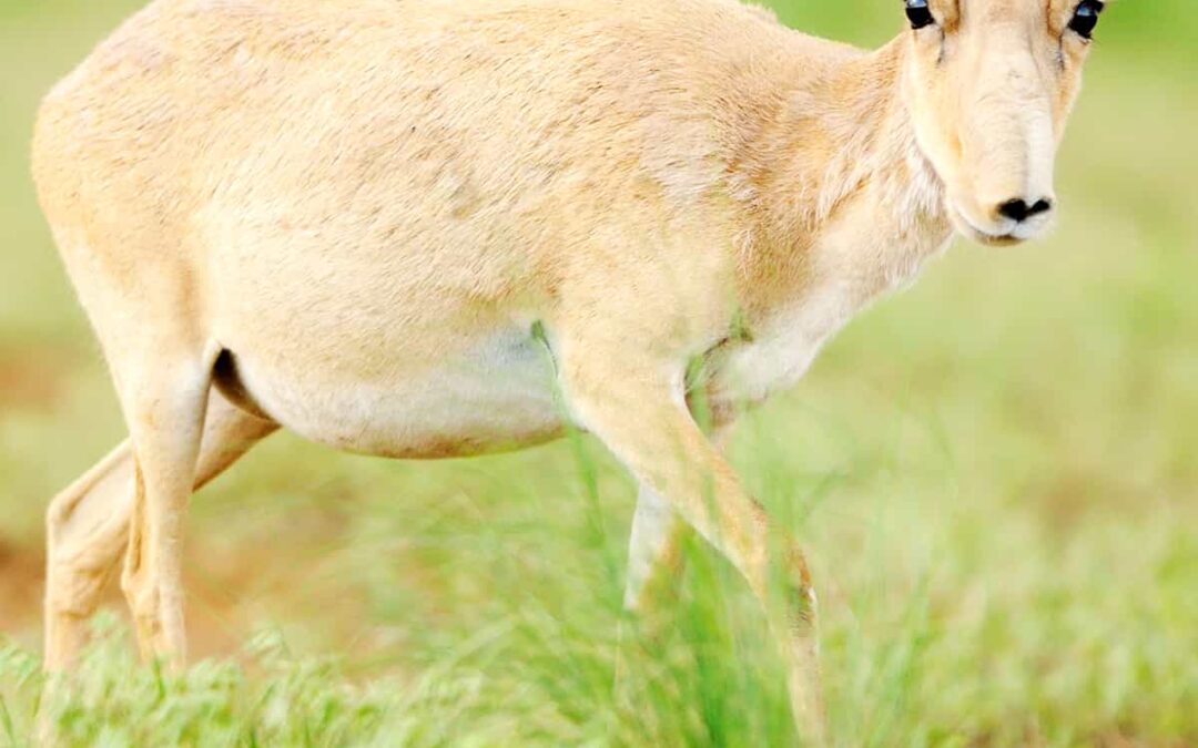 27final_wwf-at_SaigaAntilope_Weibchen_