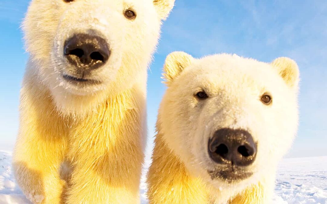 29final_wwf-at_Eisbär_Jungtiere_