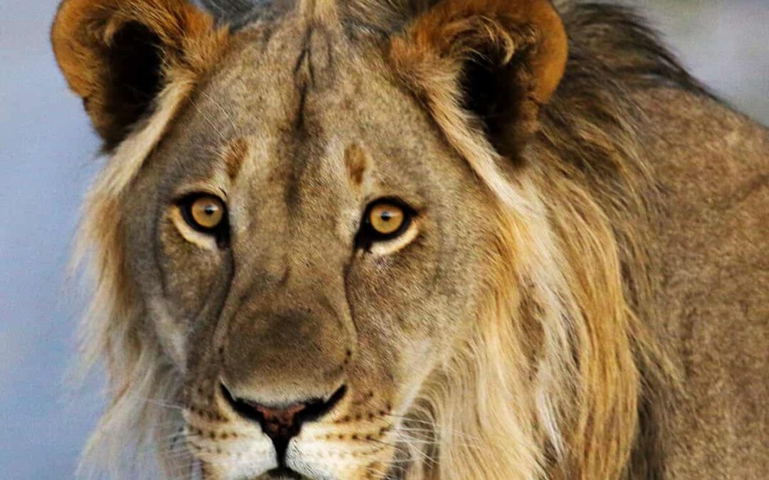 Löwe closeup (c) Jeff Muller