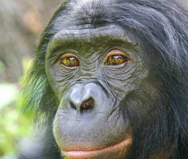 Bonobo Porträt(c) WWF Netherlands/ Bente van der Wilt