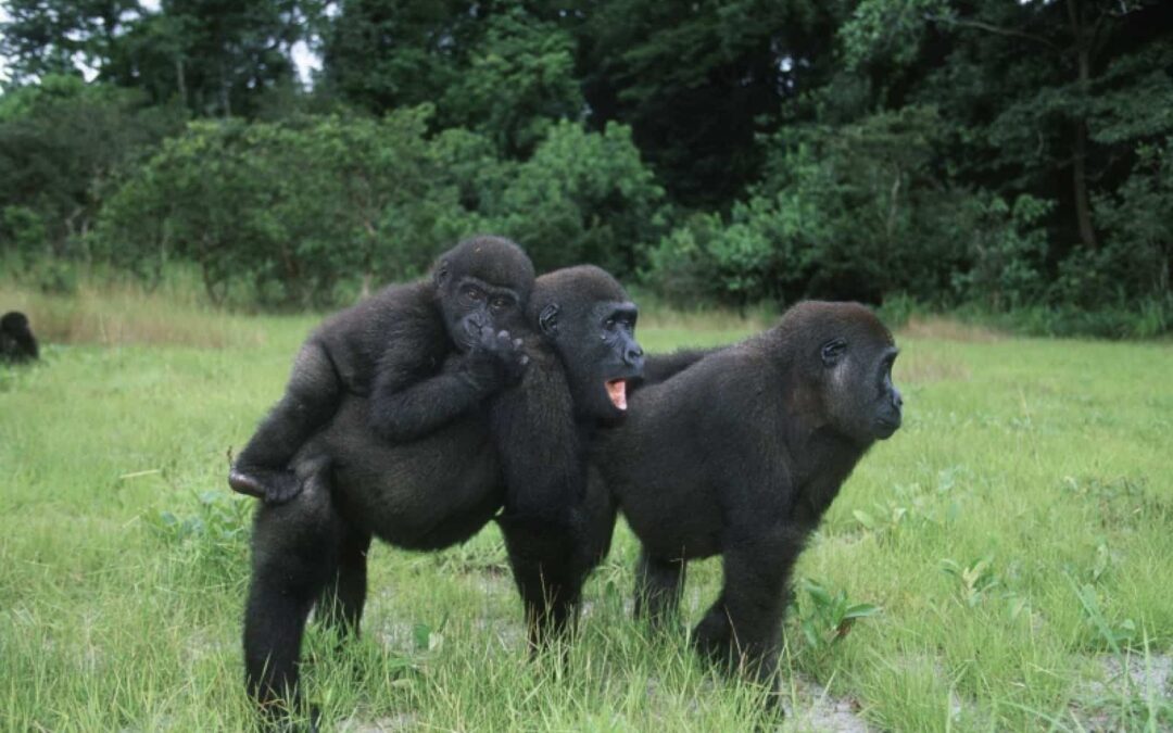 Flachlandgorillas im Kongo