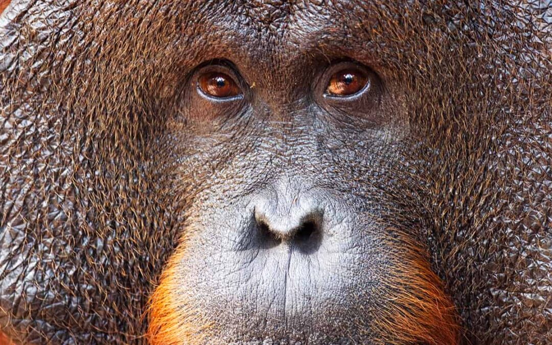 Borneo Orang-Utan Männchen