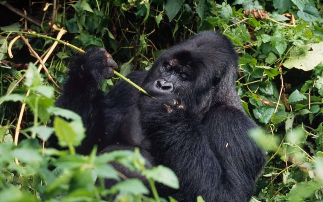 Ein Gorilla beim Fressen