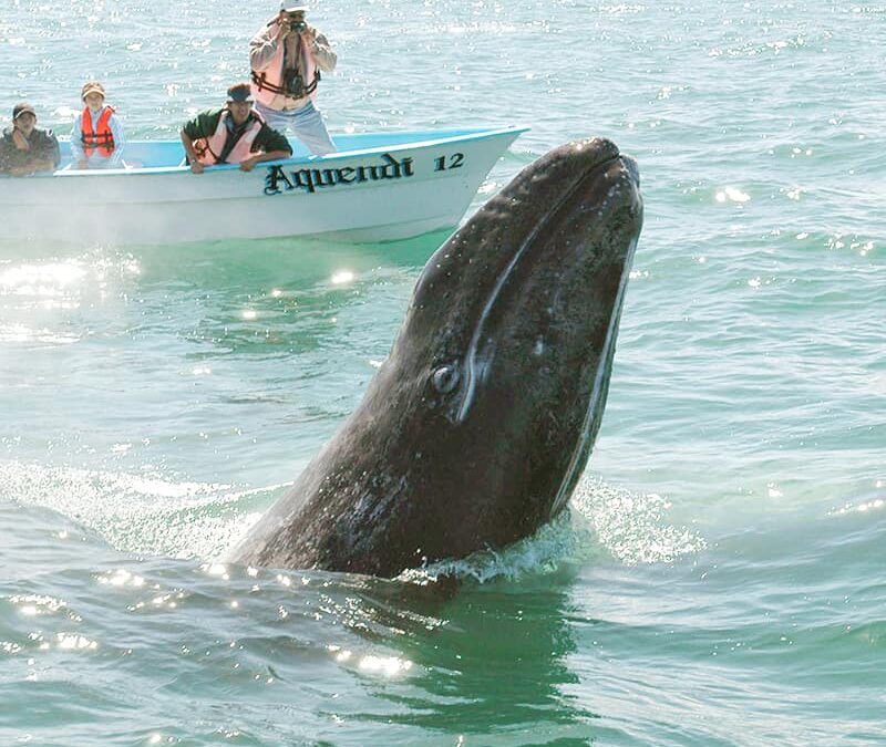 Grauwal auftauchend vor Fischerboot (c) Gustavo Ybarra