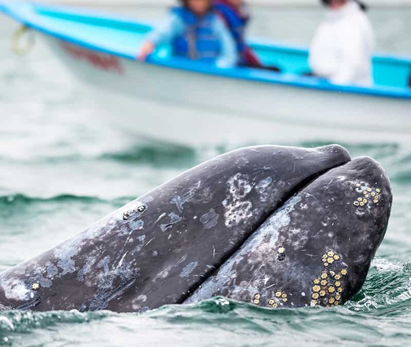 Grauwal vor Fischerboot (c) Richard Barrett
