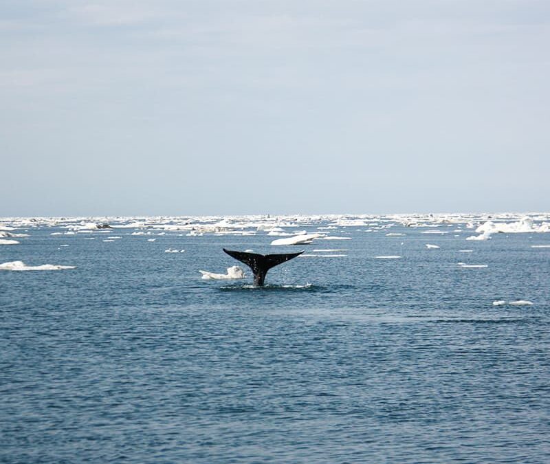 Grauwal Flosse in Ferne (c) Cameron Dueck