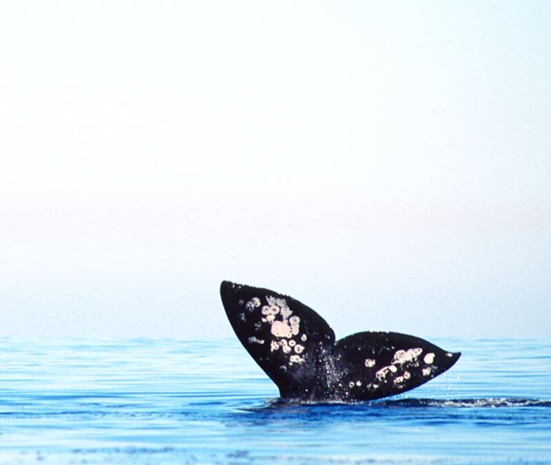 Grauwal Flosse (c) Mary McDonald / naturepl.com