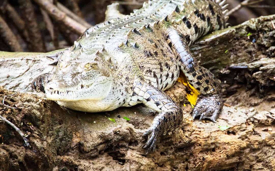 Spitzkrokodil auf Baumstamm (c) Keith Arnold