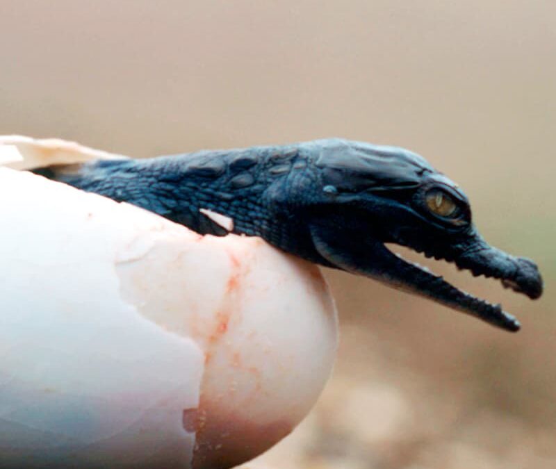 Spitzkrokodil Ei (c) André Bärtschi