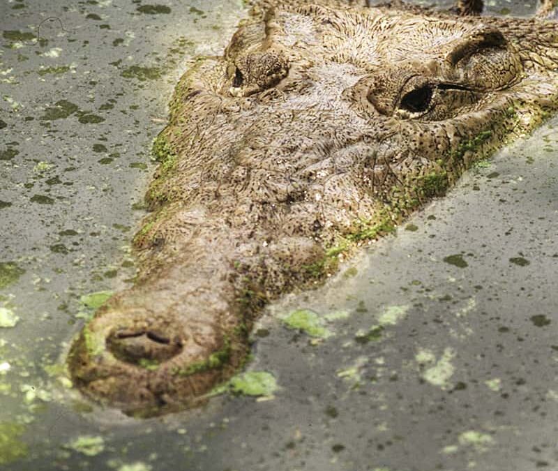 Spitzkrokodil schwimmend (c) André Bärtschi / WWF