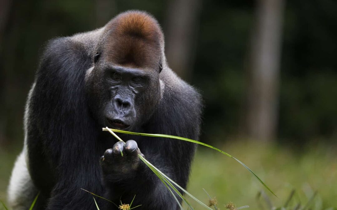 Westlicher Flachlandgorilla