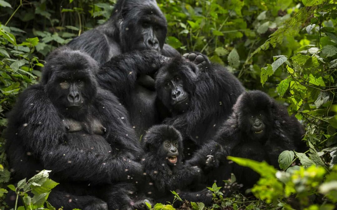 In einer Gorilla-Familie wird gerne gekuschelt