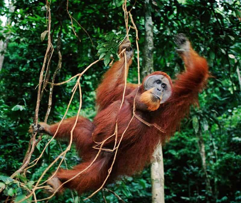 Sumatra Orang-Utan im Baum (c) Anup Shah