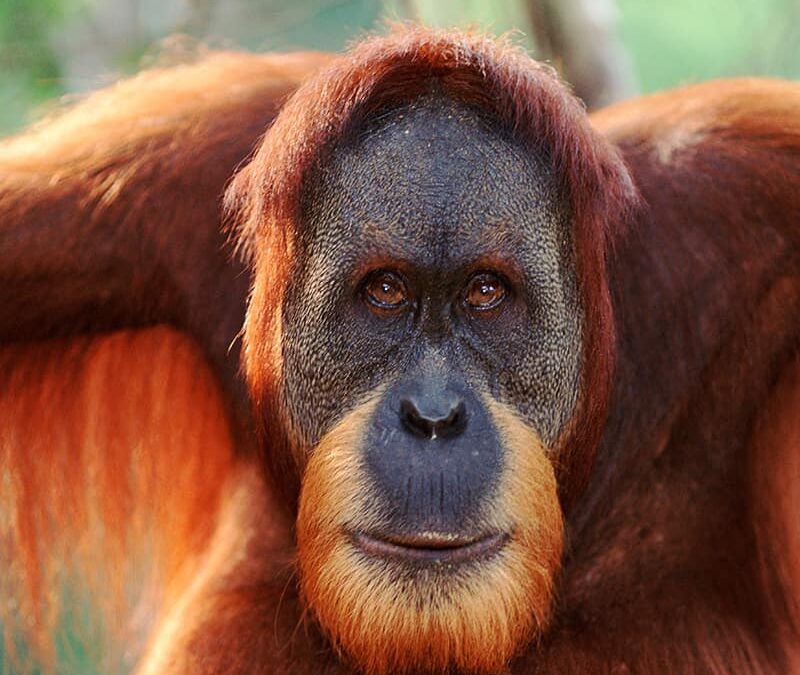 Sumatra Orang-Utan Maennchen closeup (c) Anup Shah