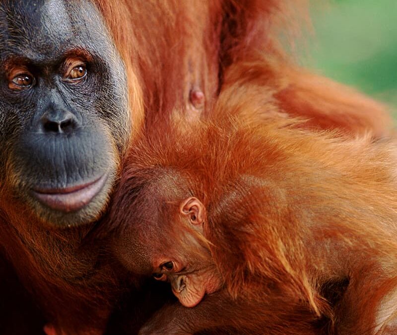 Sumatra Orang-Utan Mutter mit Jungtier (c) Anup Shah