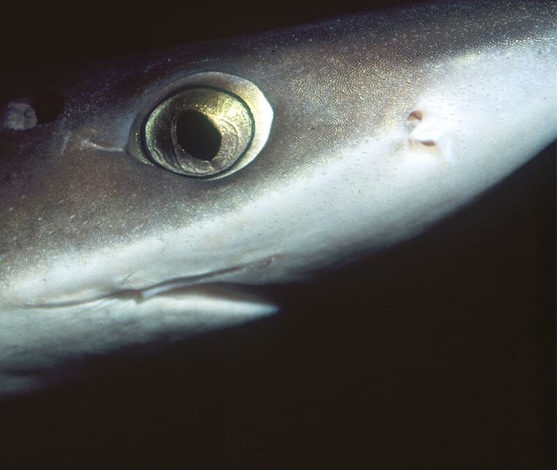 Dornhai Closeup (c) AdobeStock